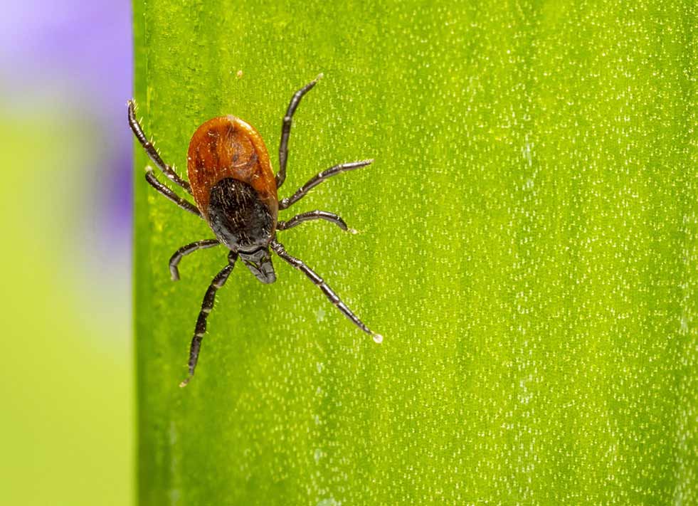Lyme Disease: How Common Is It And What To Do After A Tick Bite?